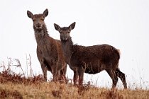 32 Red deer - Mull Island, Scotland