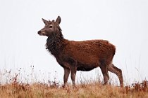 33 Red deer - Mull Island, Scotland