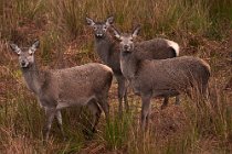 34 Red deer - Mull Island, Scotland