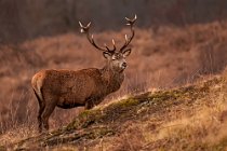 35 Red deer - Mull Island, Scotland