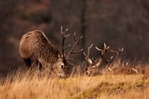 36 Red deer - Mull Island, Scotland