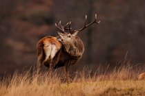 37 Red deer - Mull Island, Scotland