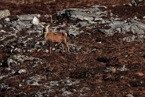 38 Red deer - Mull Island, Scotland