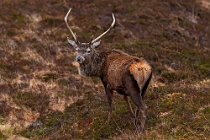 39 Red deer - Mull Island, Scotland