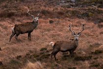 40 Red deer - Mull Island, Scotland