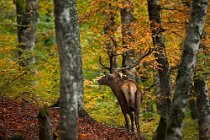 71 Deer - National Park of Abruzzo, Italy