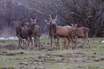 72 Deer - National Park of Abruzzo, Italy
