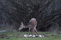 74 Deer - National Park of Abruzzo, Italy