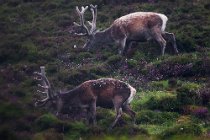 75 Red Deer - Scottish Highlands