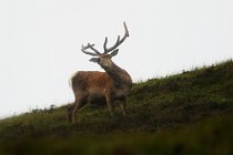 76 Red Deer - Scottish Highlands