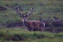 77 Red Deer - Scottish Highlands