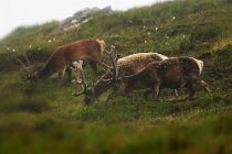 78 Red Deer - Scottish Highlands