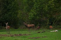 81 Deer - National Park of Abruzzo, Italy