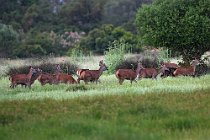 86 Deer - National Park of Coto Doñana, Spain