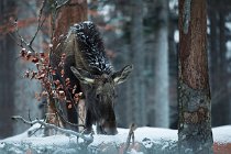 87 Moose  (CP) - National Parkof  Bayerischer Wald - Baviera, Germany