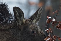 88 Moose  (CP) - National Parkof  Bayerischer Wald - Baviera, Germany