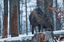 89 Moose  (CP) - National Parkof  Bayerischer Wald - Baviera, Germany