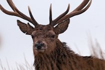 41 Cervo rosso - Isola di Mull, Scozia