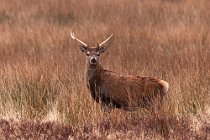 42 Cervo rosso - Isola di Mull, Scozia