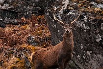 43 Cervo rosso - Isola di Mull, Scozia