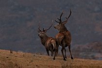 44 Cervi rossi - Isola di Mull, Scozia