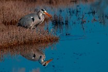 21 Grey Heron - National Park of Circeo, Italy
