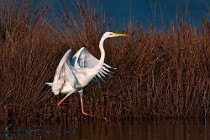 25 Great White Egret - National Park of Circeo, Italy