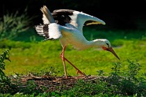 26 White Storks - Racconigi Natural Oasis, Italy