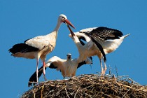 27 White Storks - Racconigi Natural Oasis, Italy