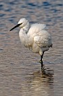 28 Little Egret - National Park of Circeo, Italy