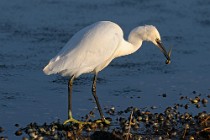 29 Little Egret - National Park of Circeo, Italy