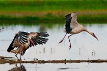 30 White Storks - Racconigi Natural Oasis, Italy