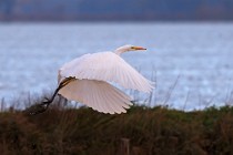 31 Great White Egret - National Park of Circeo, Italy
