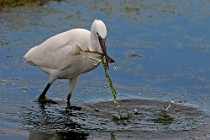 32 Little Egret - National Park of Circeo, Italy
