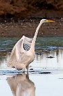 34 Great White Egret - National Park of Circeo, Italy
