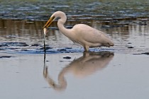 35 Great White Egret - National Park of Circeo, Italy
