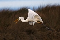 36 Great White Egret - National Park of Circeo, Italy