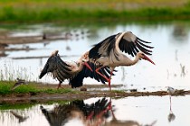 37 White Storks - Racconigi Natural Oasis, Italy