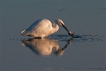 38 Little Egret - National Park of Circeo, Italy