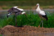 61 White Storks - Racconigi Natural Oasis, Italy