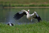 62 White Stork - Racconigi Natural Oasis, Italy