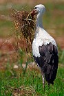 63 White Stork - Racconigi Natural Oasis, Italy