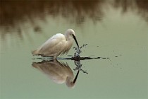 65 Little Egret - National Park of Circeo, Italy