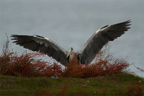 67 Grey Heron - National Park of Circeo, Italy