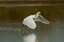 68 Little Egret - National Park of Circeo, Italy