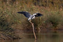 69 Grey Heron - National Park of Circeo, Italy