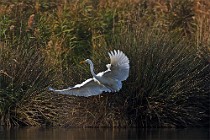 70 Great White Egret - National Park of Circeo, Italy