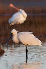 72 Spoonbills - National Park of Circeo, Italy