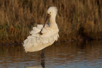 73 Spoonbill - National Park of Circeo, Italy