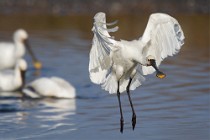 75 Spoonbills - National Park of Circeo, Italy